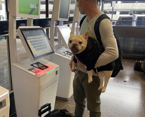 Man at airport check in kiosk holding a French Bulldog