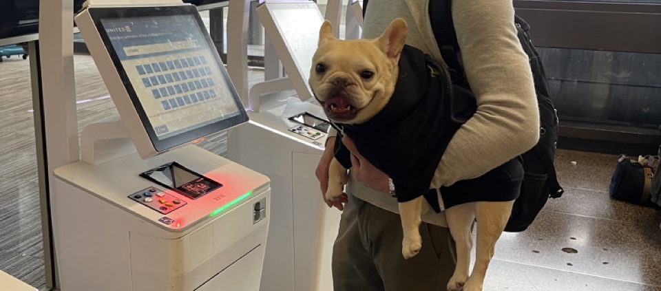 Man at airport check in kiosk holding a French Bulldog