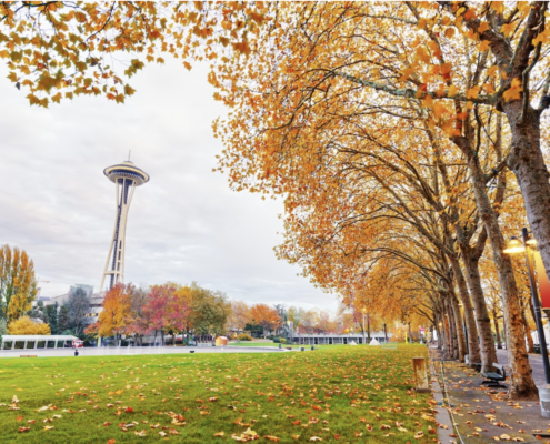 A green field with a row of trees with yellow autum leaves. There are leaves on the ground, and the Seattle Space Needle is seen in the distance.
